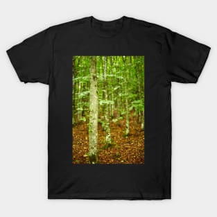 Hornbeam forest on summer T-Shirt